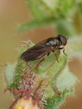 Cheilosia latifrons